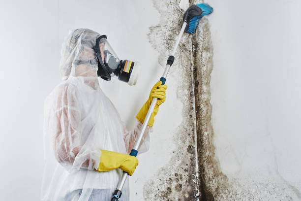 Best Residential Mold Removal  in Selma, TX