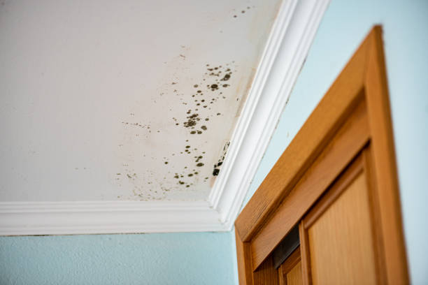 Best Mold Damage Repair  in Selma, TX