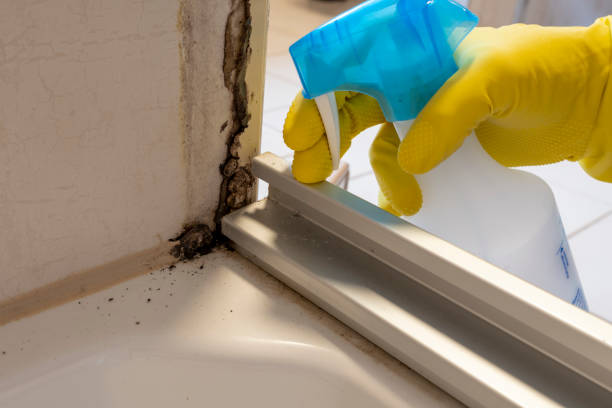 Best Attic Mold Removal  in Selma, TX
