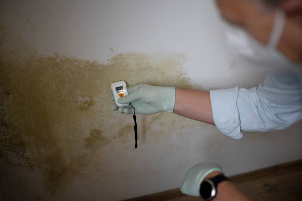 Office Mold Removal Services in Selma, TX