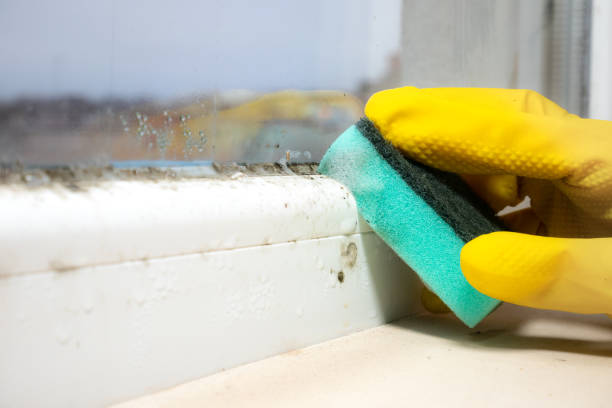 Best Certified Mold Removal  in Selma, TX