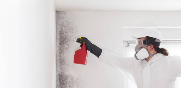 Best Same-Day Mold Removal  in Selma, TX