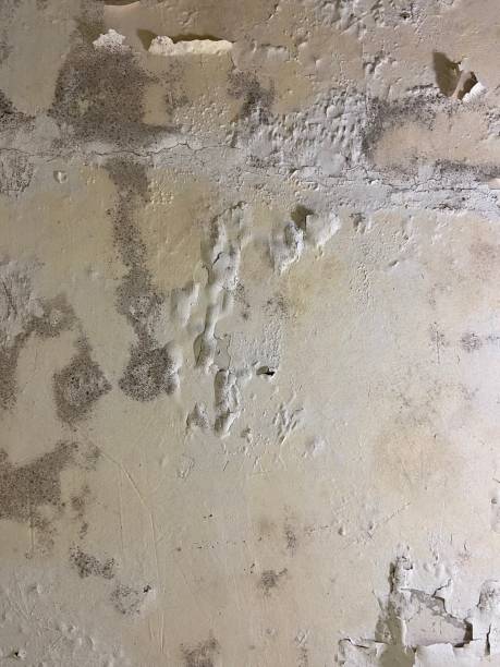 Mold Testing and Removal in Selma, TX