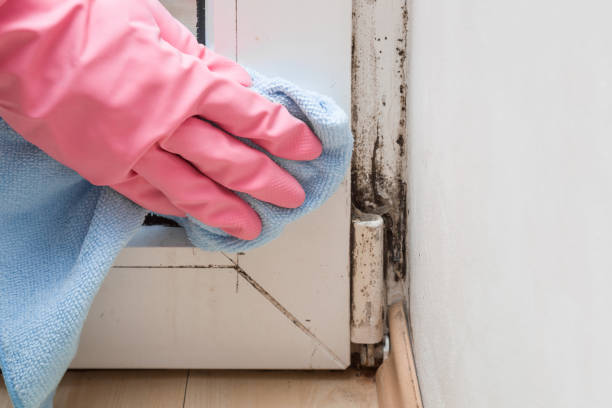 Professional Mold Removal in Selma, TX