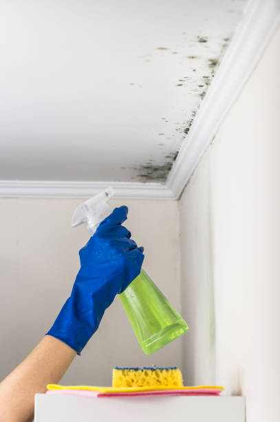 Best Emergency Mold Removal  in Selma, TX